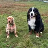 Winston and Ted - @winston.and.ted - TikTok