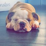 @winston_ted_21 - Instagram