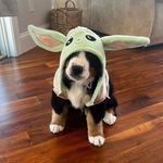 Winston the Bernese ♥️ - @winstontedward - Instagram