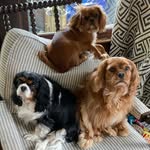 CRICKET+TEDDY+WOLFIE the cavs - @cricketthecav - Instagram
