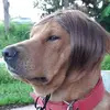 Ted - @tedyang311 - TikTok