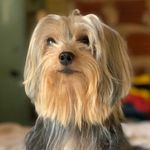 𝙏𝙚𝙙  🐾 - @ted_yorkshireterrier - Instagram