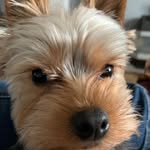 @ted.yorkieterrier - Instagram