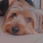 Ted 🐶🐕🥰 - @_ted_yorkshire_ - Instagram