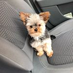 Ted 🐶 - @_tedyork - Instagram