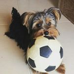 Ted 🐶 - @ted_york_ - Instagram