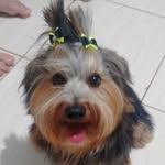 Ted 🐾 - @ted_yorkdog - Instagram