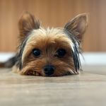 Ted 🐶 - @ted_yorkshire_23 - Instagram