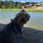 ted🐶🐕 - @_tedyork_ - Instagram