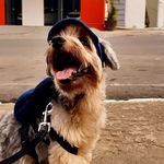 Ted Cruz🐾💙 - @ted_york_cruz - Instagram