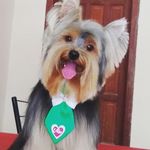 Ted da Hora - @tedyork.hora - Instagram