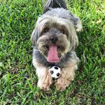 Ted - @ted.york2017 - Instagram