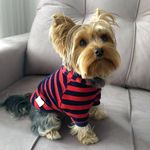 Ted🐾🇧🇷 - @ted_yorkshire_bernardo - Instagram