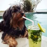 Ted - @tedyorkshireterrier - Instagram