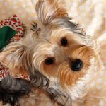 Ted York - @ted.bagunceiro - Instagram