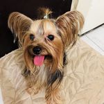 τє∂ - @ted_yorkie - Instagram