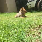 🐶Ted Yorkshire🐶 - @ted_york - Instagram