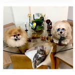 @shaee.cutie.teddy.ashley - Instagram