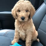 Theodore + Barron - @the.teddyb.gram - Instagram