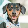 Theodore Benjamin (teddy) - @teddythedach - TikTok