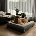 Teddy & Benson Golden Boys - @teddy__and_benson_golden_boys - Instagram