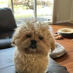 Teddy Benson - @teddythebensonbear - Instagram