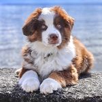 Teddy 🐶 - @teddy_berger_americain_mini - Instagram