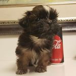 TEDDY BERGER🐶💗 - @prince_teddy_berger - Instagram