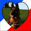Teddy - @teddy_2chien_berger - TikTok