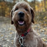Teddy | Goldendoodle | Besuchshund - @teddy_ted_berlin - Instagram