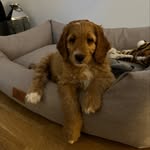 Teddy - @goldendoodle.teddyfromberlin - Instagram