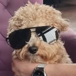 Teddy - @maltipooteddyberlin - Instagram
