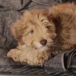Teddy - @teddy_from_berlin - Instagram