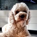 Teddy the Cockerpoo - @teddythecockerpoo.berlin - Instagram