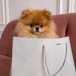 Teddy the Pom - @teddypomberlin - Instagram