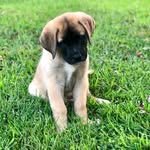 Saint Bernard Mastiff - @teddybernardmastiff - Instagram