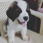 TEDDY BERNARD - @teddysaintbernard - Instagram