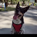 Teddy Bernard - @teddy_bernard.dog - Instagram