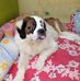 Teddy The Saint Bernard  - Facebook