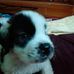 TEDDY the saint Bernard - Facebook