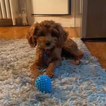 theodore “teddy” bernard - @teddybernardthepup - Instagram