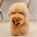 Teddy 🐻 特特 - @teddyberryboy - Instagram