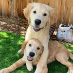 Teddy & Berry - @goldenteddyberry - Instagram