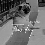 Teddy &. Berry - @tedd.yberrypugclub - Instagram