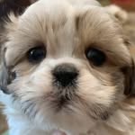 Teddy 🐶 - @teddy_berryy - Instagram