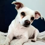 Teddy Berry - @teddy.berry.dog - Instagram