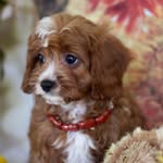 Teddy Berry The Cavapoo - @teddy_berry_the_cavapoo - Instagram