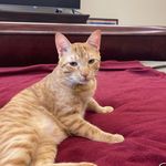 Teddy Bishop - @teddy_the_texas_kitty - Instagram