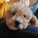 Teddy Bishop - @teddybearbishop - Instagram