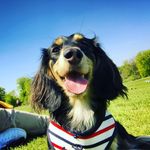 Teddy Bogle - @teddy_bogle - Instagram